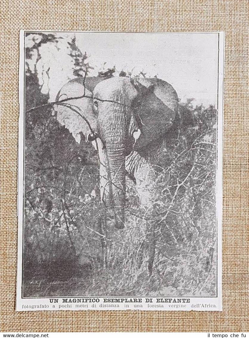 In una foresta vergine dell'Africa nel 1924 Magnifico esemplare di …