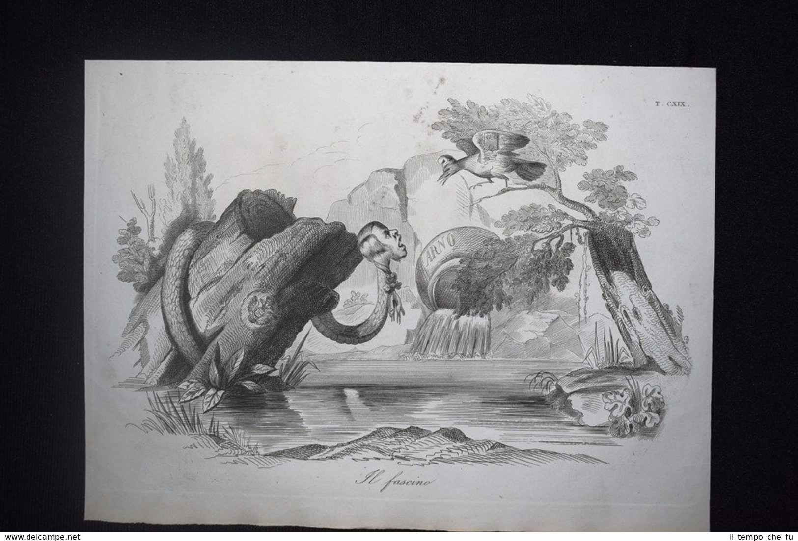 Incisione d'allegoria e satira Roma e Firenze Don Pirlone 1851