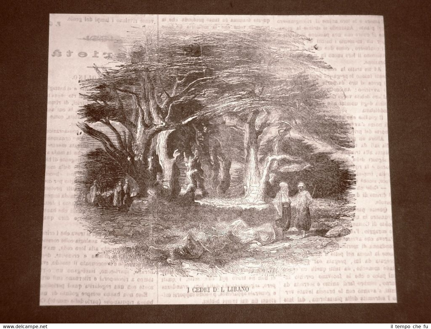 Incisione del 1865 I cedri del Libano