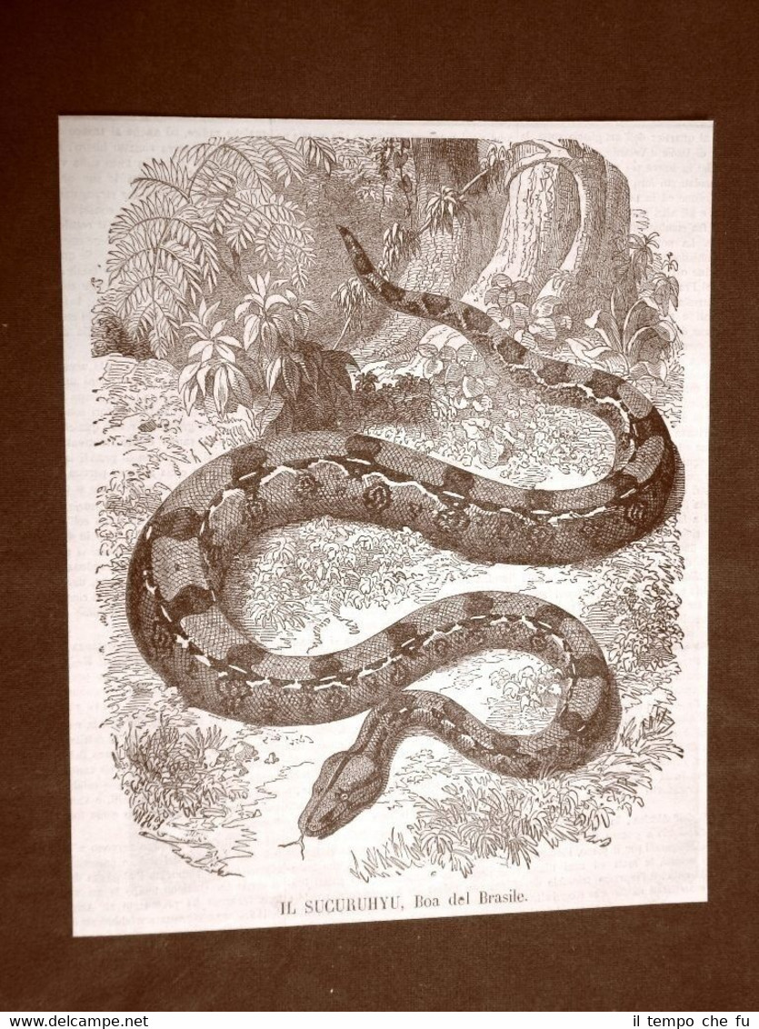 Incisione del 1865 Serpente Il boa del Brasile Il sucuruhyu