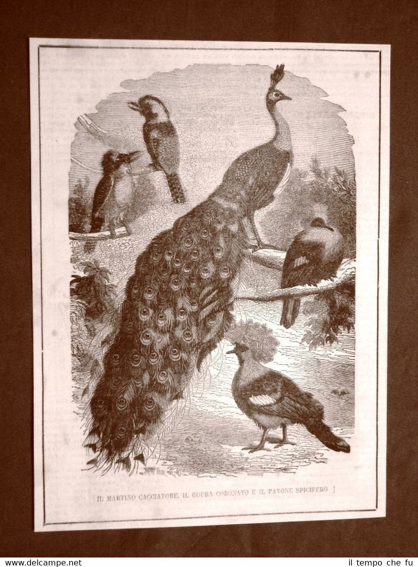 Incisione del 1865 Uccelli Martino cacciatore, Goura coronato e Pavone …