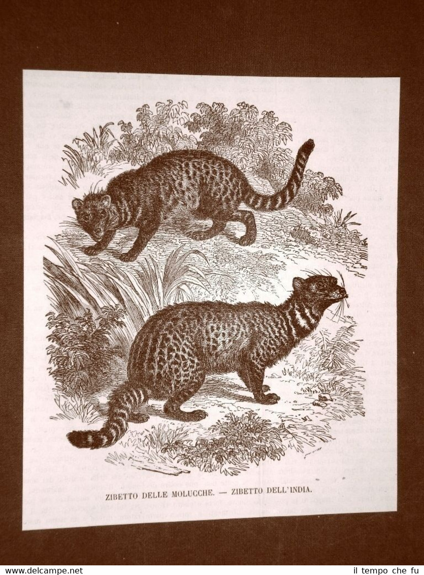 Incisione del 1866 Animali Zibetto delle Molucche e zibetto dell'India …