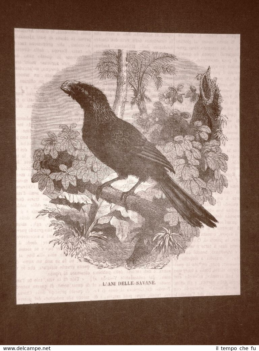 Incisione del 1866 Uccello Ani delle savane Uccelli e ornitologia