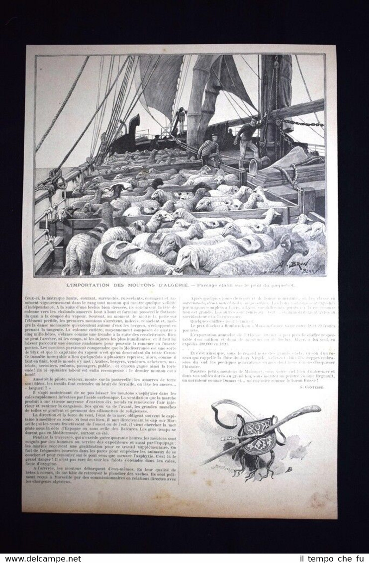 L'importazione di pecore dall'Algeria - Sul ponte della nave Incisione …
