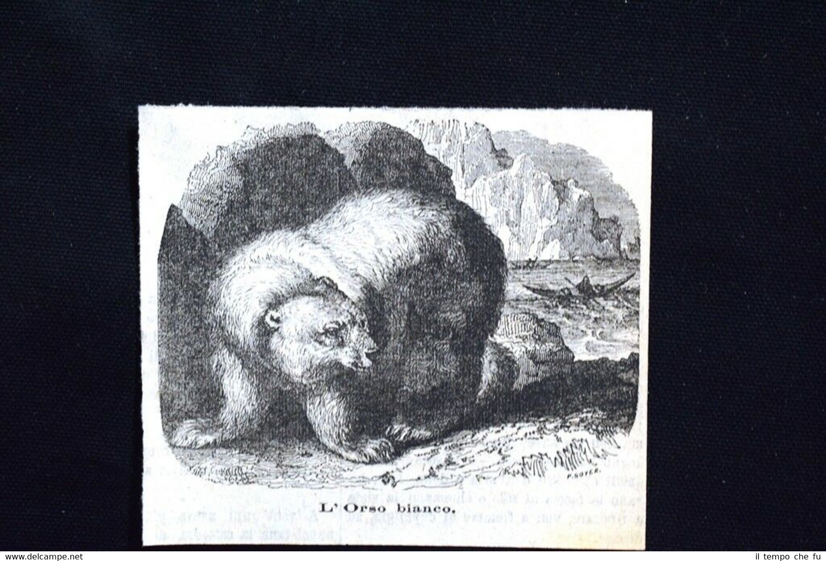 L'orso bianco Incisione del 1885