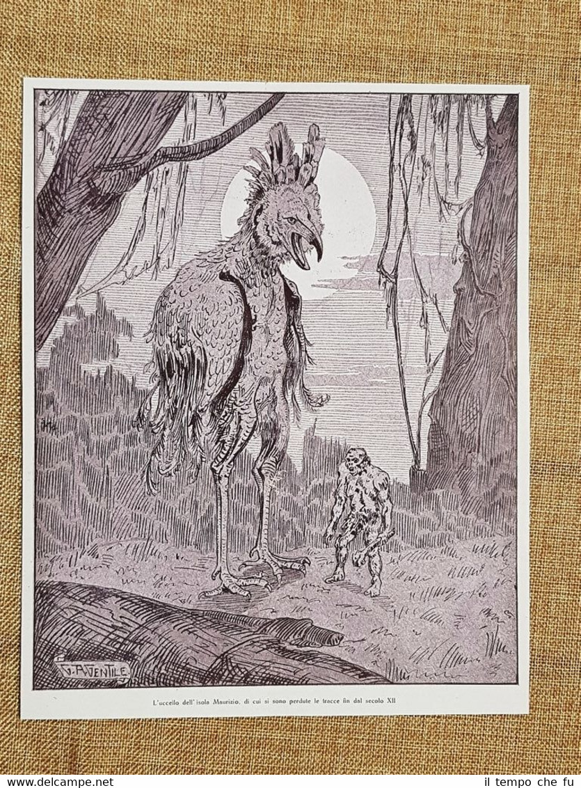 L'uccello dell'Isola Maurizio di cui si sono perse le tracce …