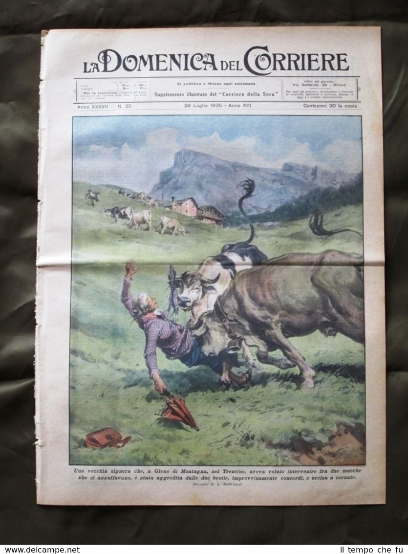 La Domenica del Corriere 28 Luglio 1935 Mucche nel Trentino …