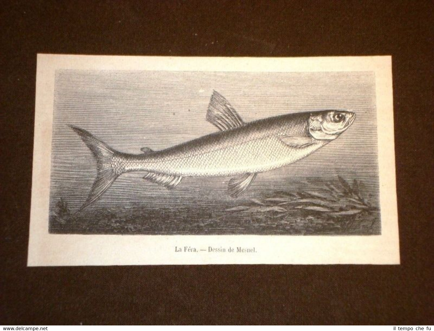 La Féra o Il Coregone Pesce e Pesci