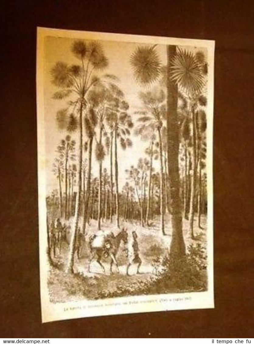 La Foresta di Borassus Tunnicata nel Sudan Africa