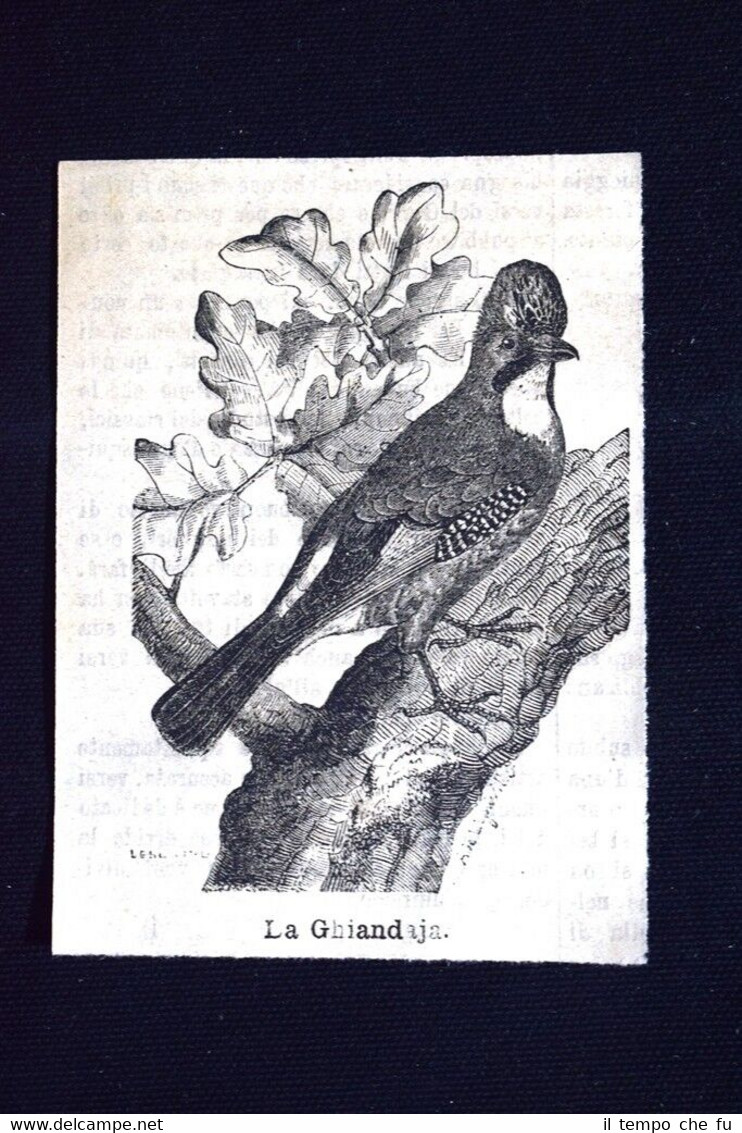 La ghiandaia Incisione del 1885