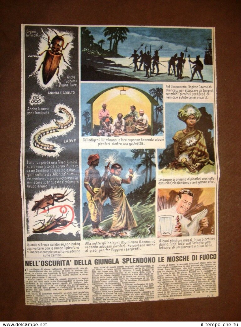 Le mosche di fuoco Stampa del 1956