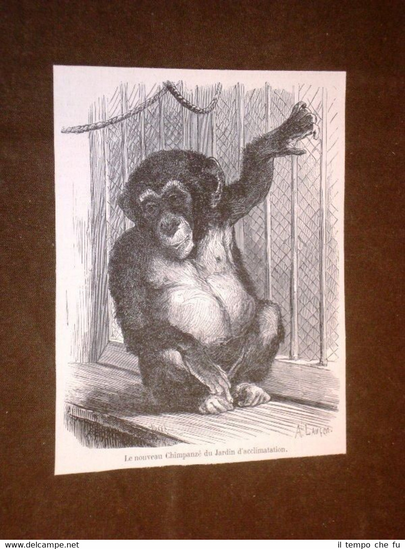 Le nouveau Chimpanzé du Jardin d'acclimatation Anne 1869