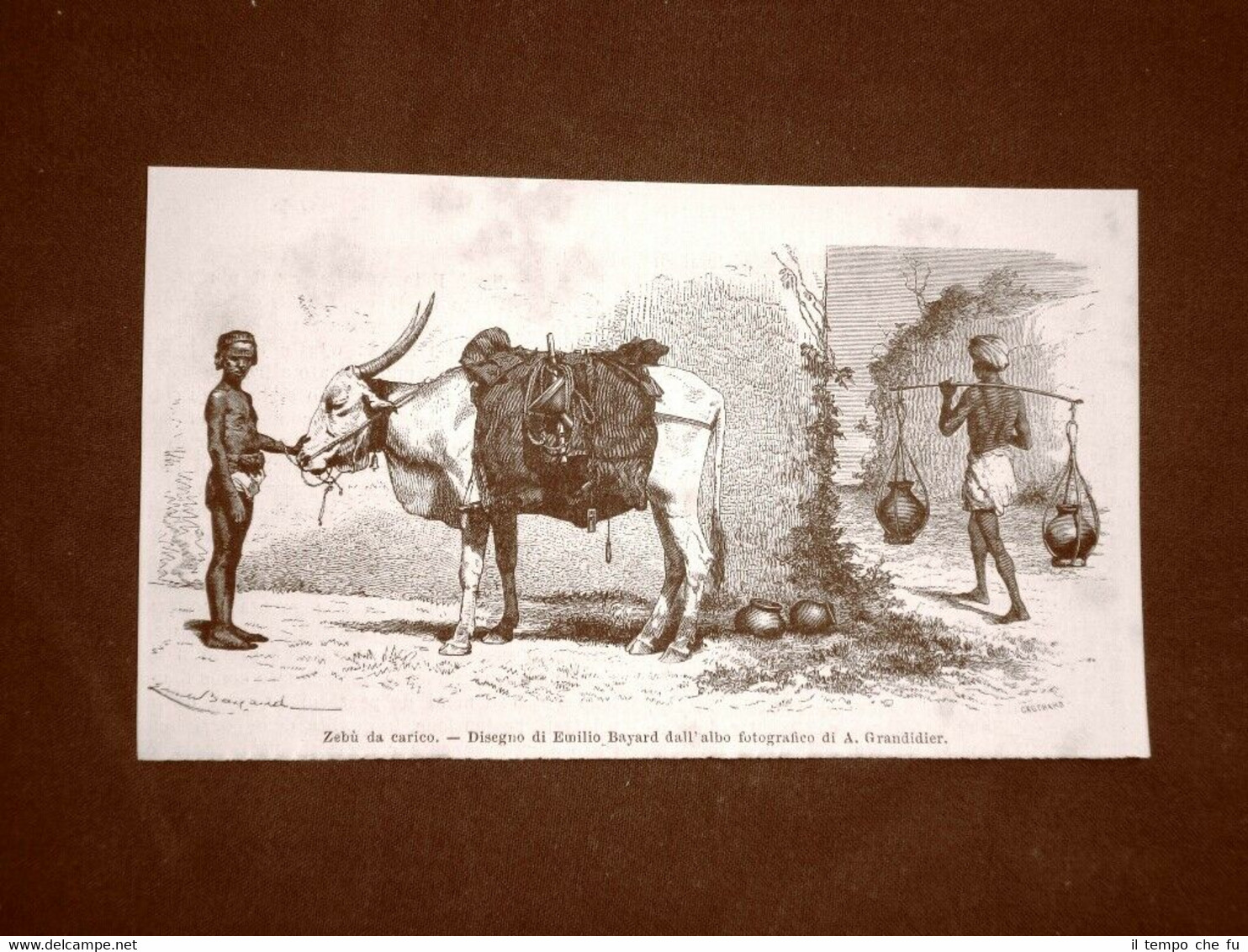 Moda e costume in India nel 1863 Zebùà da carico