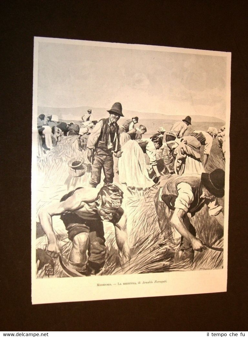 Moda e costume Messidoro nel 1898 La raccolta del grano …