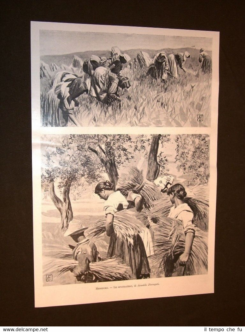 Moda e costume Messidoro nel 1898 Raccolta del grano Le …