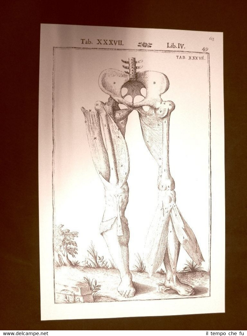 Muscoli delle gambe #4 Tavola anatomica Litografia Giulio Casseri 1627 …