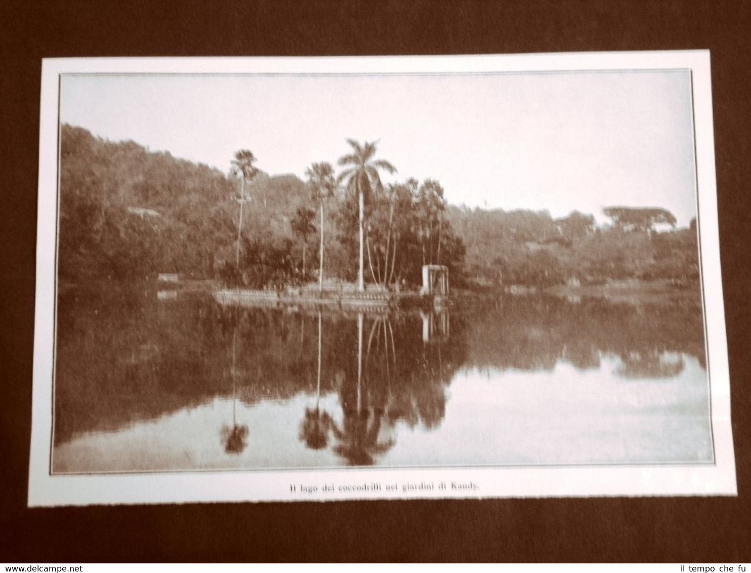 Nei giardini di Kandy nel 1924 Lago dei coccodrilli Sri …