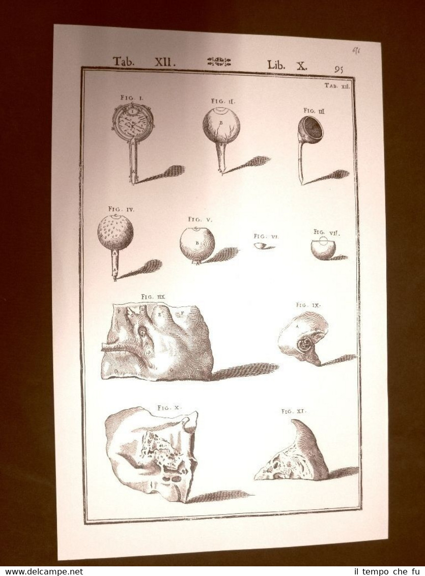 Occhio Tavola anatomica Litografia Giulio Cesare Casseri 1627 Ristampa