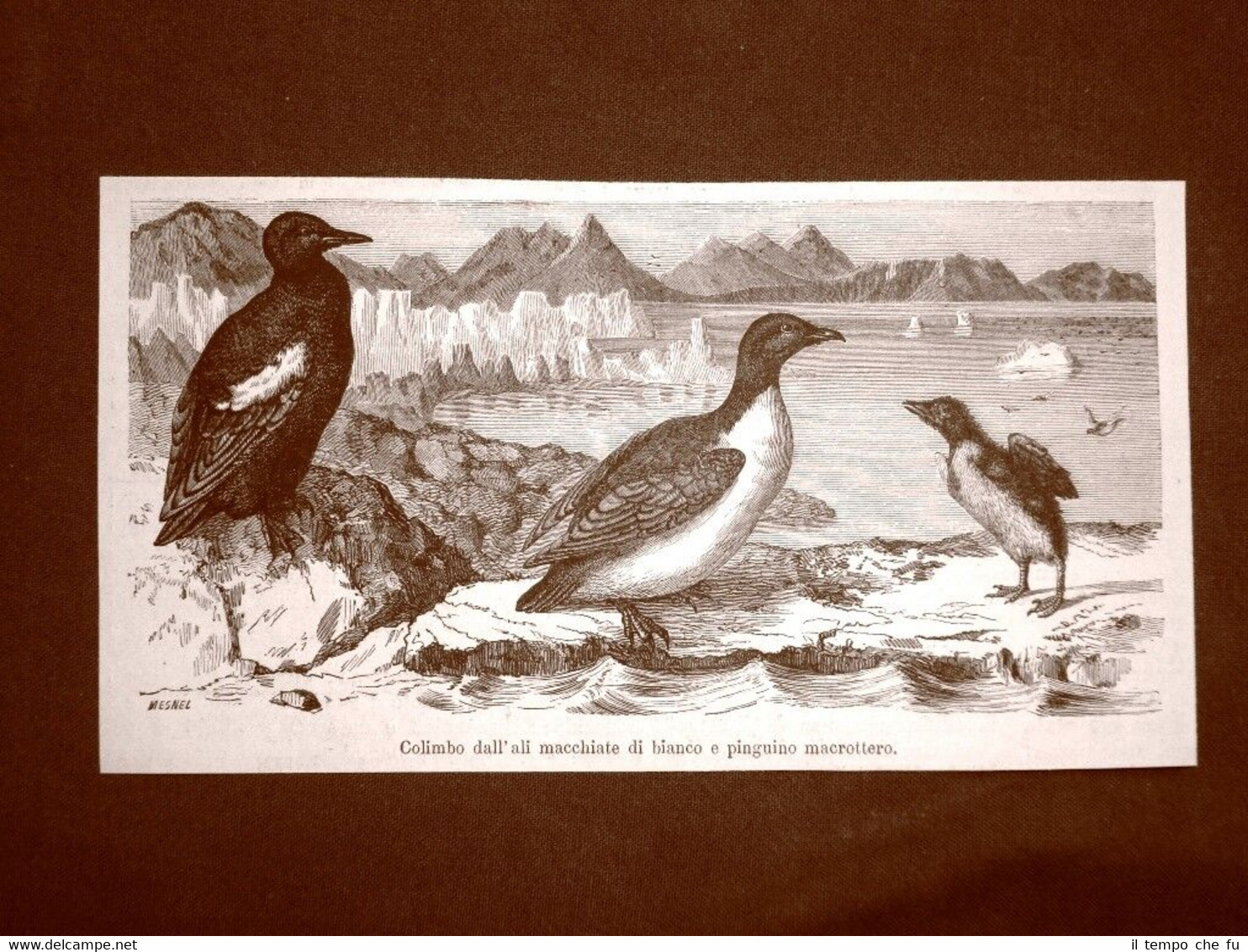 Ornitologia Colimbo dalle ali macchiate di bianco e pinguino macrottero …