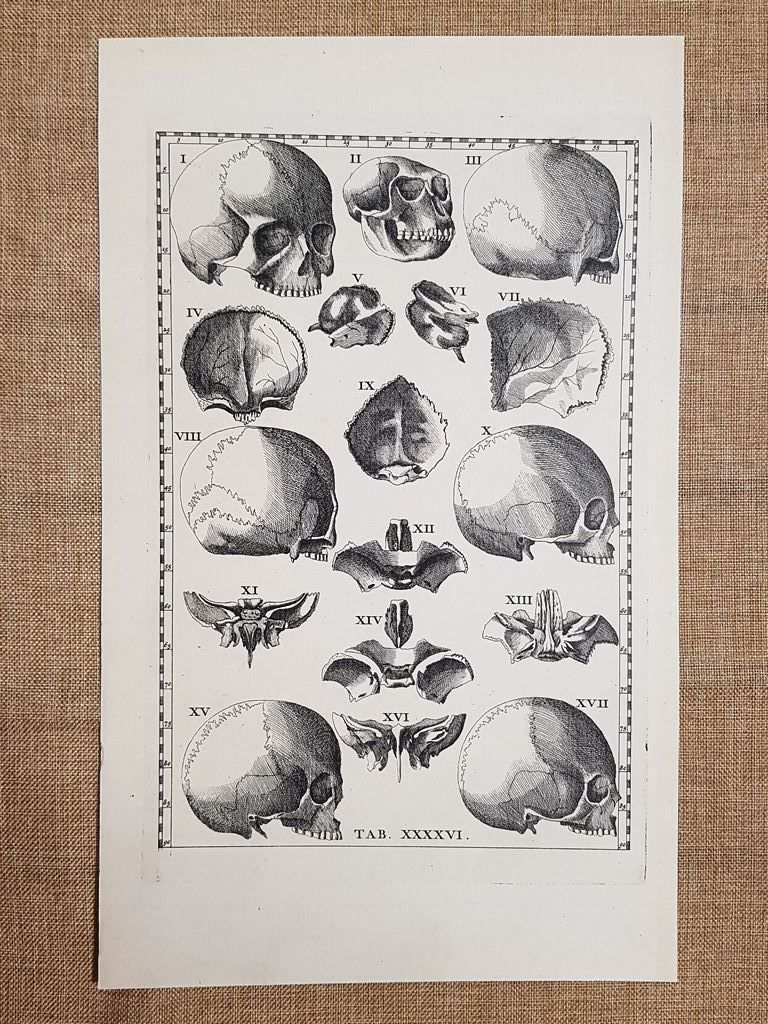 Ossa o ossi del cranio Tavola anatomica Litografia Bart. Eustachio …