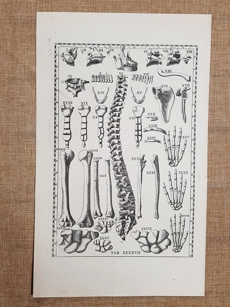Ossa o ossi sotto il cranio Tavola anatomica Litografia Eustachio …