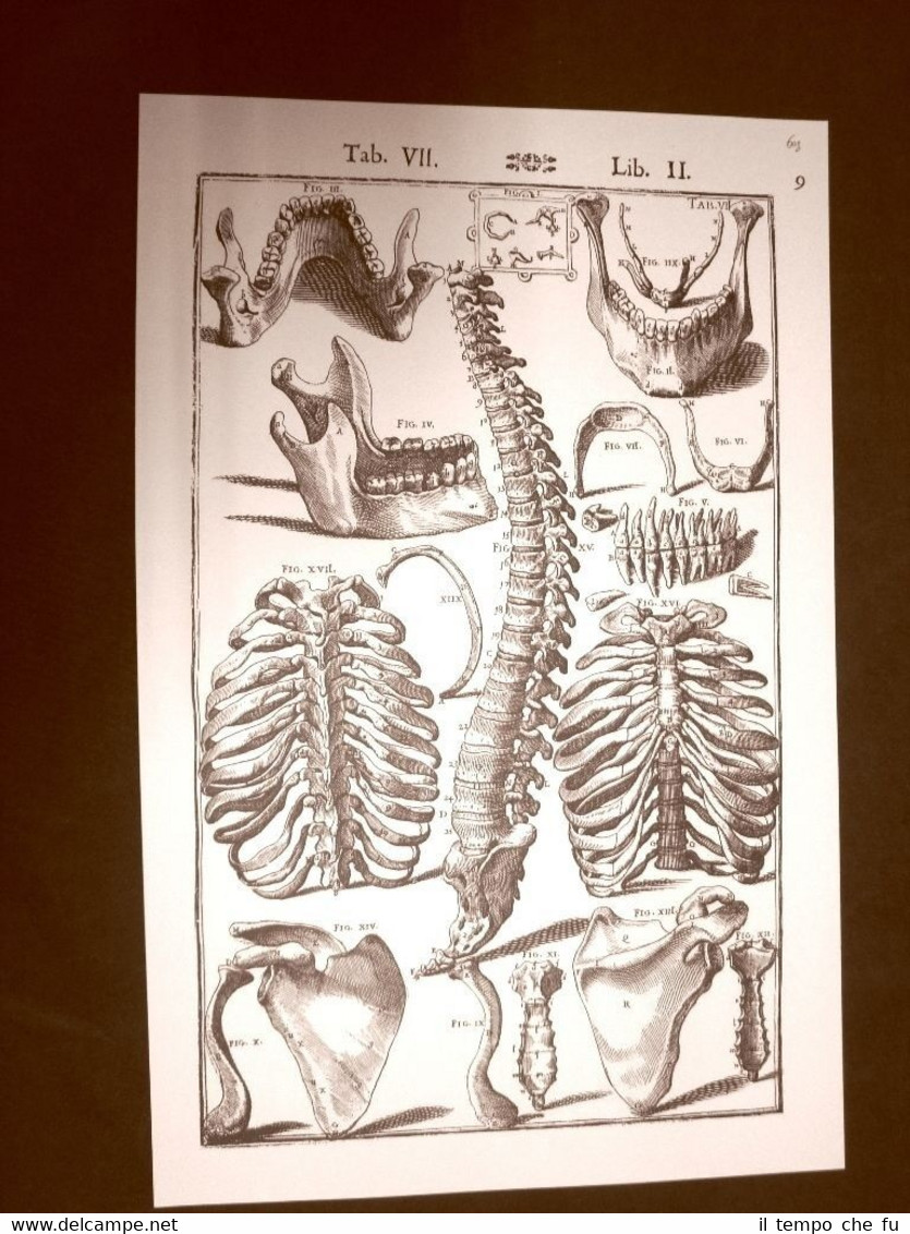 Ossa umane Tavola anatomica Litografia Giulio Cesare Casseri 1627 Ristampa