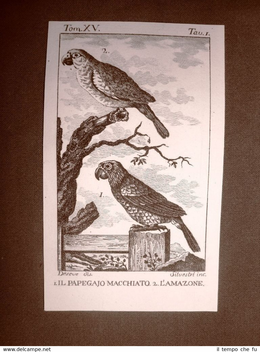 Papegaio macchiato e Amazone Incisione rame del 1813 Buffon Uccello …