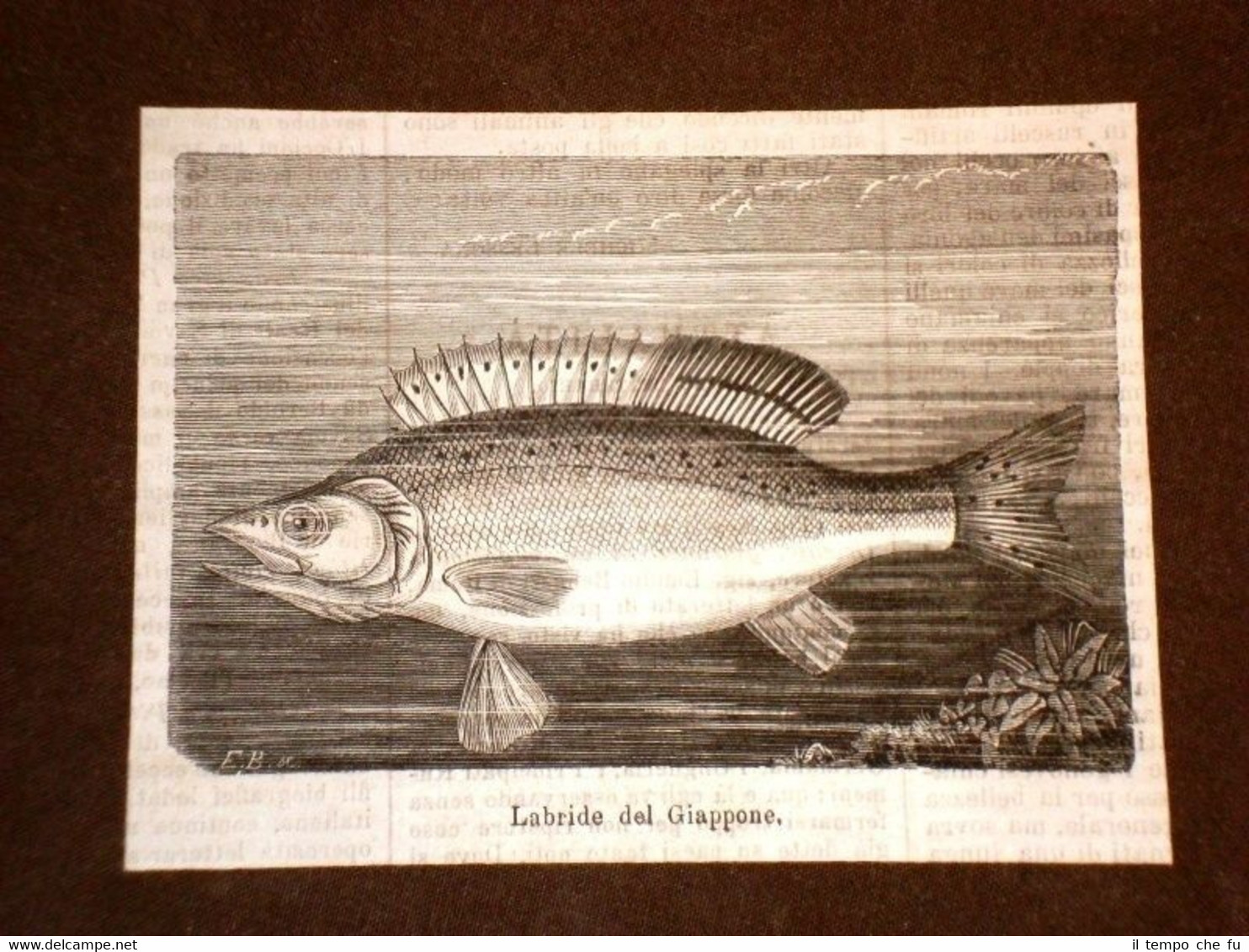 Pesci strani del 1869 Pesce Labride del Giappone