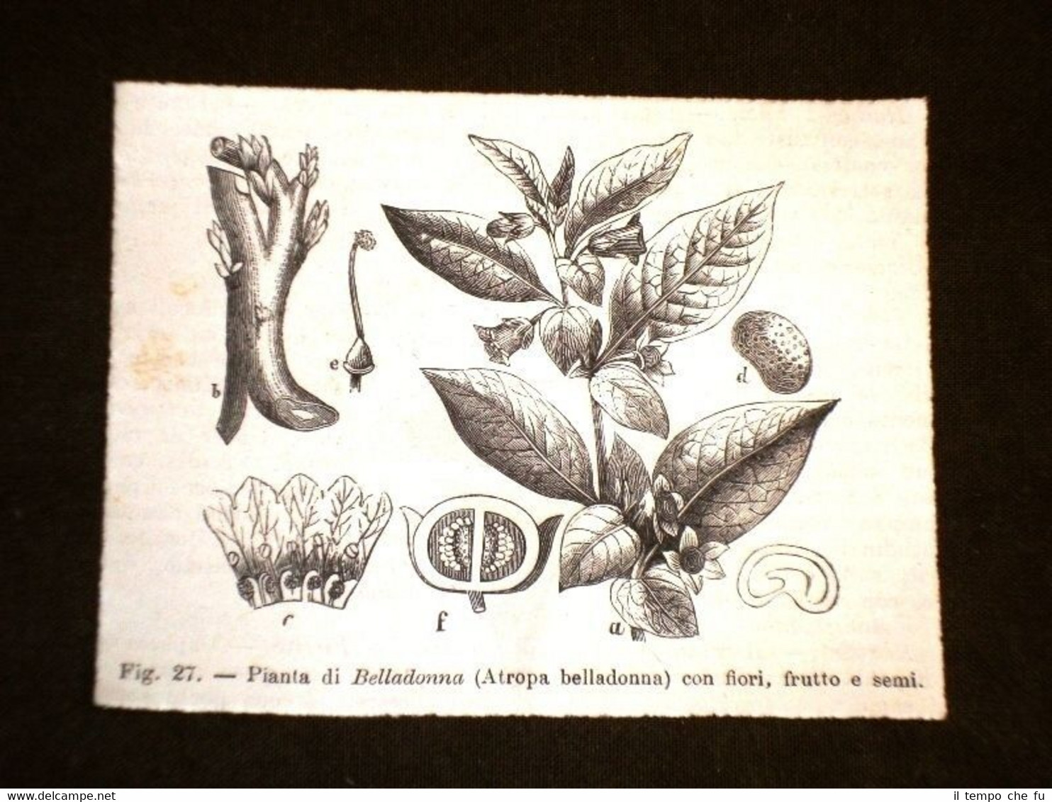 Piante e Botanica nel 1869 Pianta di Belladonna o Atropa …