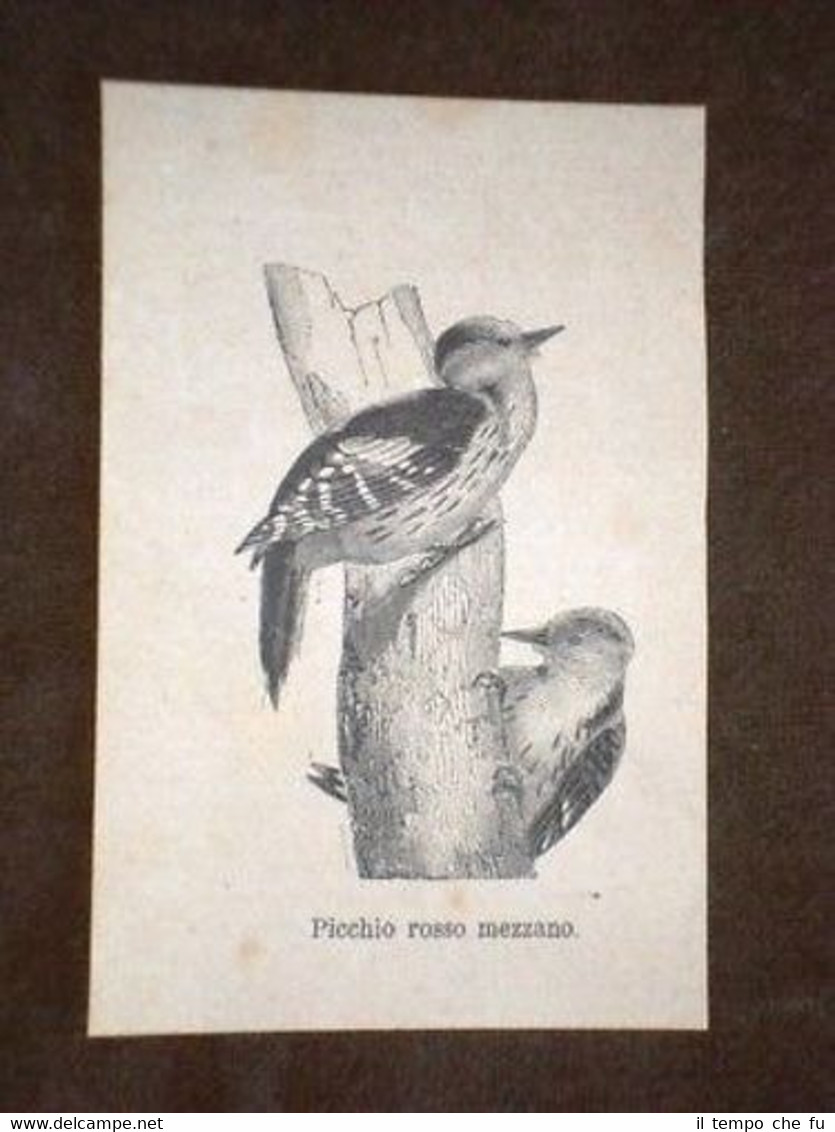 Picchio Rosso Mezzano Uccello Uccelli Ornitologia
