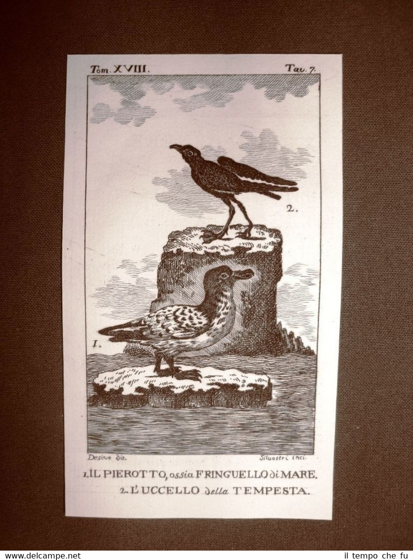 Pierotto e Uccello della tempesta Incisione rame 1813 Buffon Uccello …
