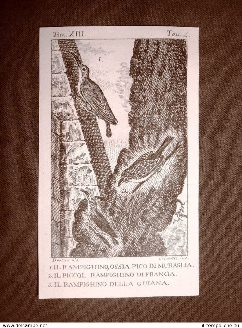 Rampighino o Pico di muraglia Incisione rame del 1813 Buffon …