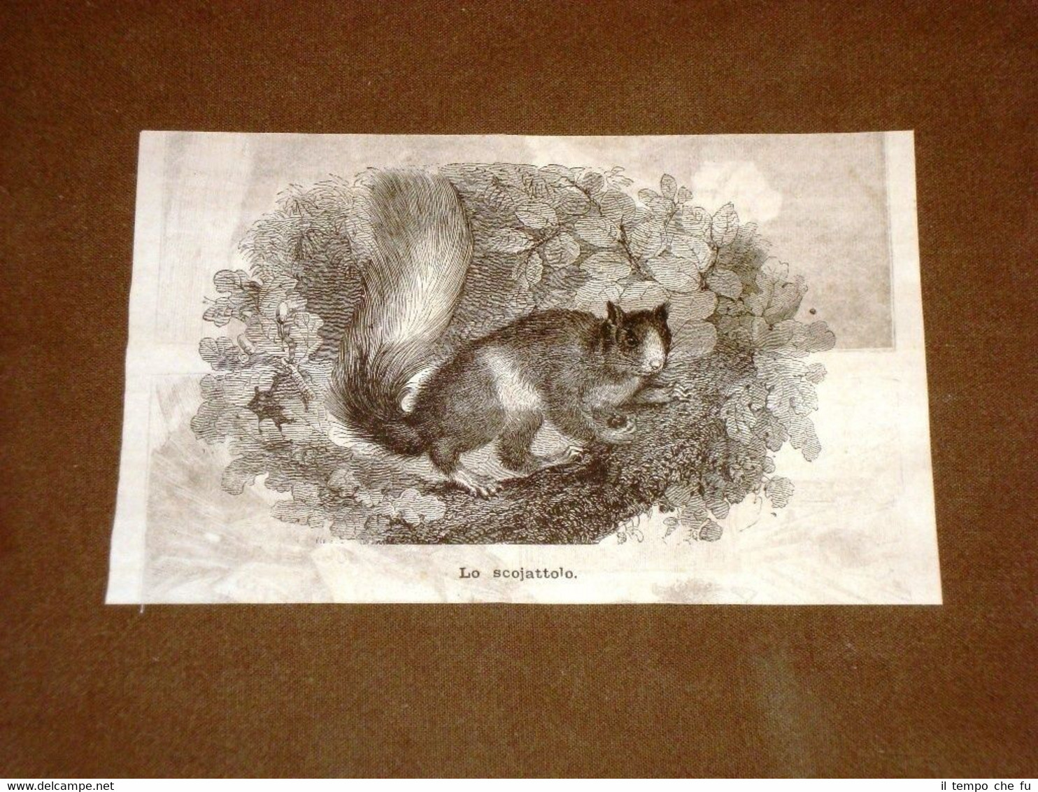 Rara composizione del 1878 Lo scoiattolo