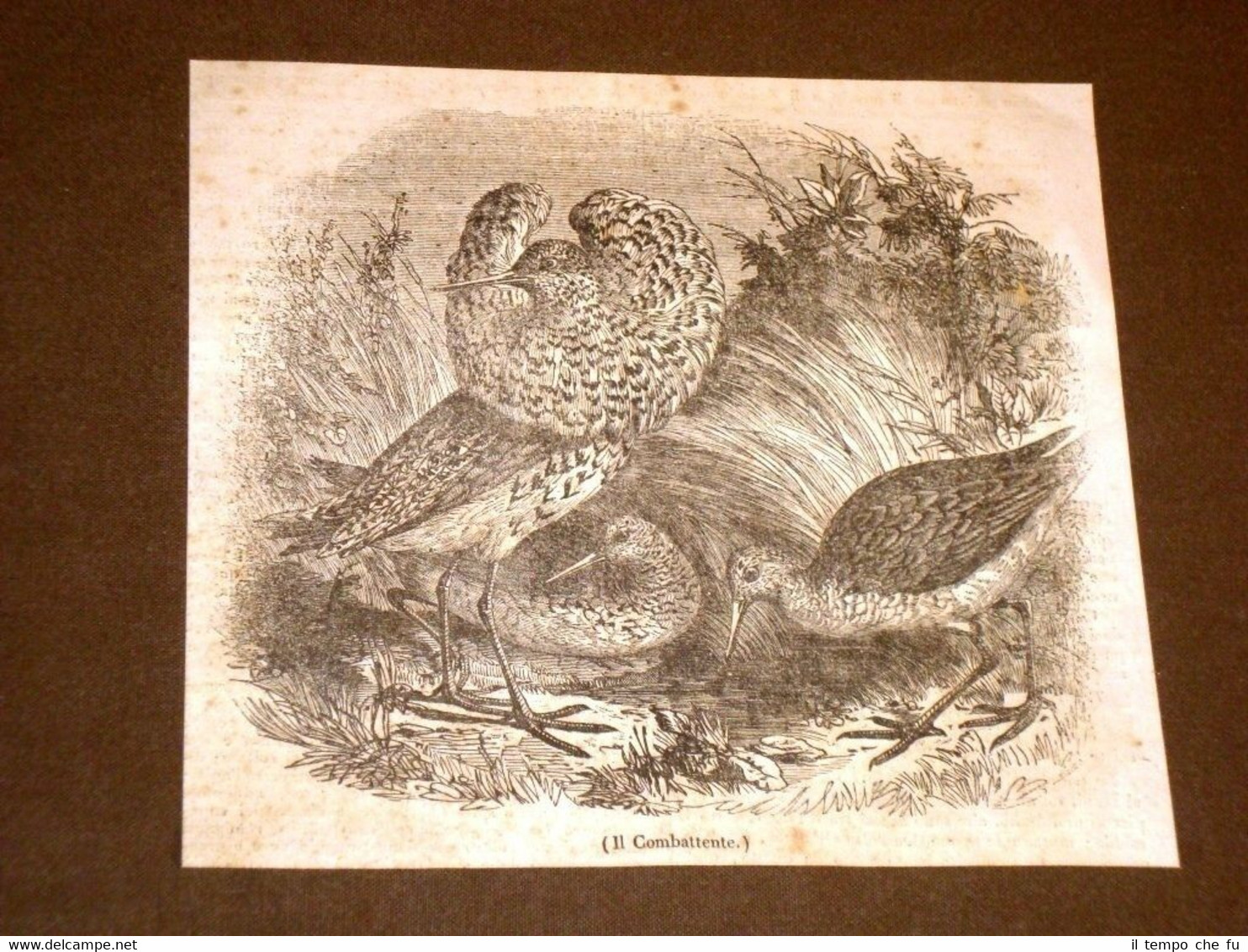 Rarissima incisione del 1836 Il combattente - Uccello - Ornitologia