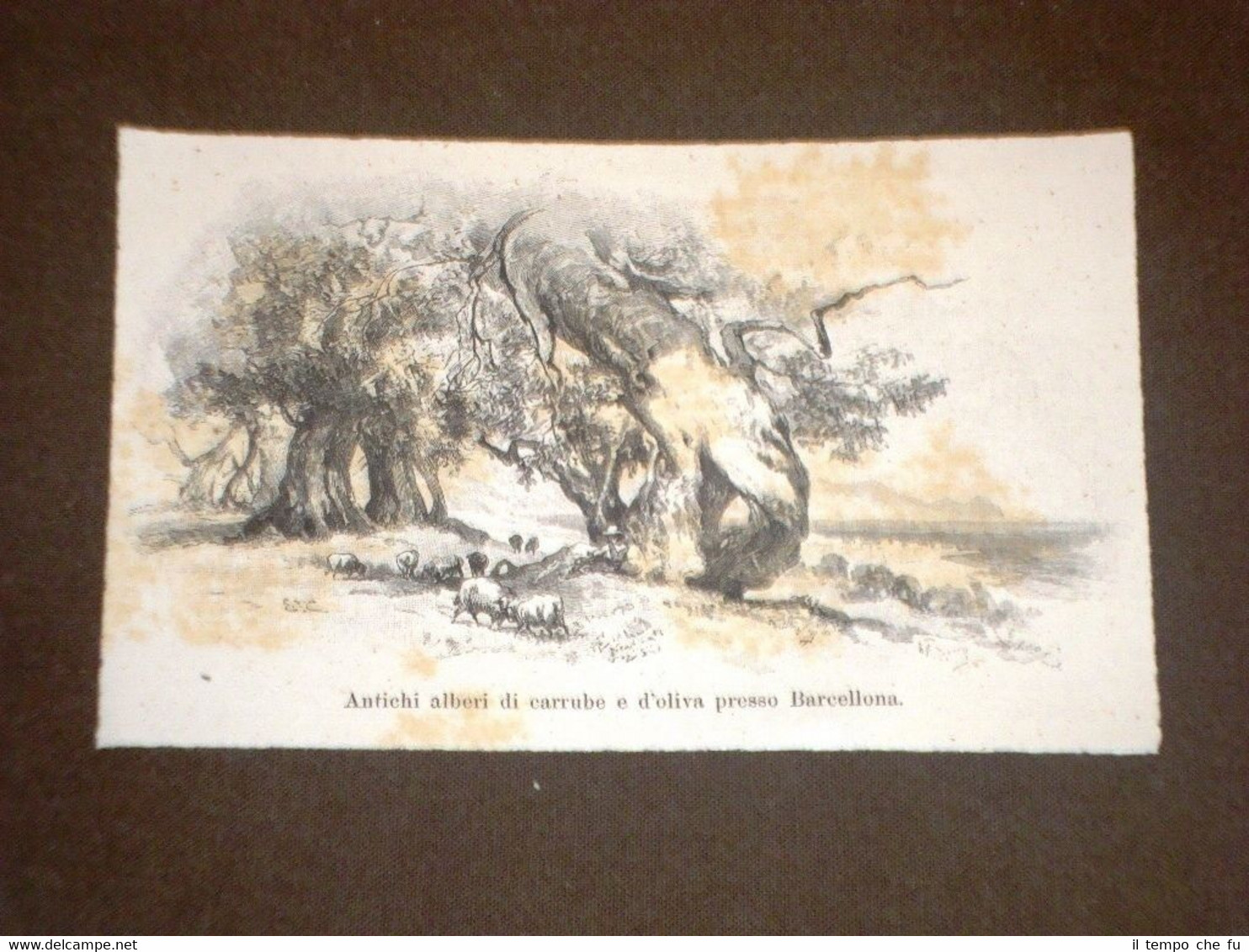 Rarissima veduta di Barcellona del 1892 Carrubi e ulivi Mediterraneo …