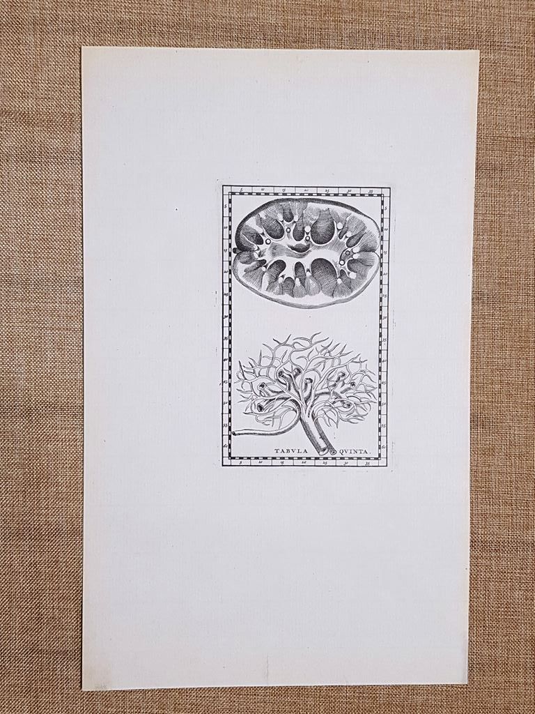 Rene Sezione Vasi Tavola anatomica Litografia Bartolomeo Eustachio 1722 Ristampa