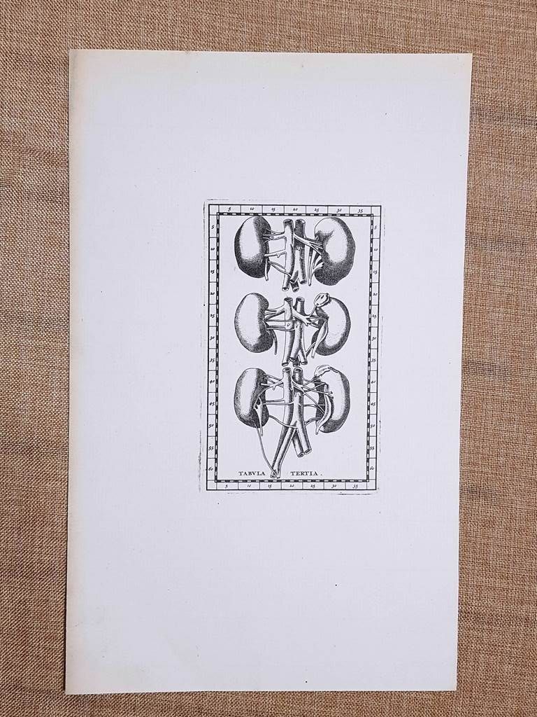 Reni o rene Tavola anatomica Litografia Bartolomeo Eustachio 1722 Ristampa …