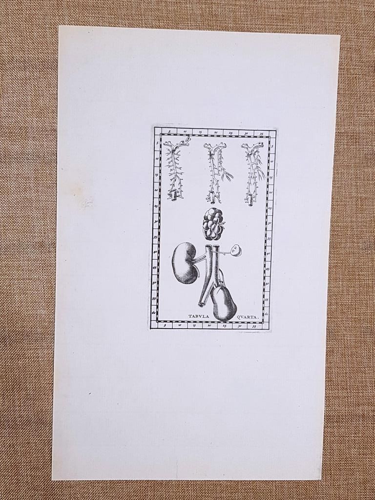 Reni o rene Tavola anatomica Litografia Bartolomeo Eustachio 1722 Ristampa …