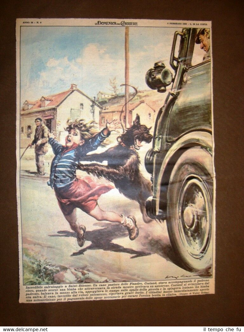Retrocopertina Domenica del Corriere del 1956 Cane Pastore Fiandre salva …