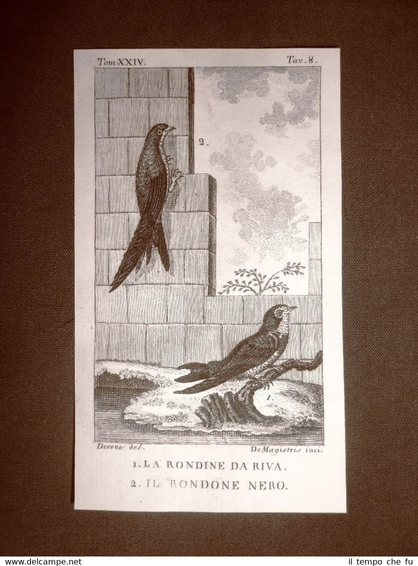 Rondine da riva e Rondone nero Incisione su rame 1813 …