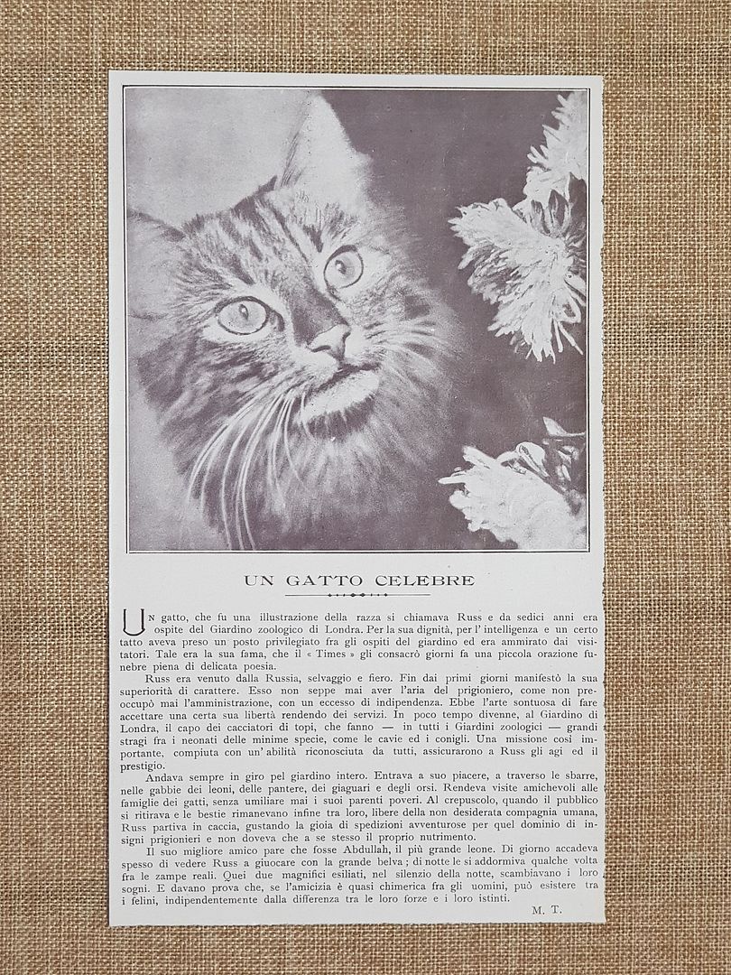 Russ il celebre gatto russo del Giardino zoologico di Londra …