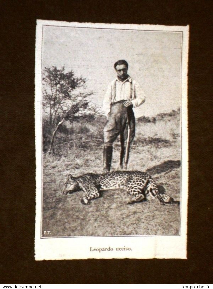 Safari in Africa nel 1920 Caccia grossa Leopardo ucciso