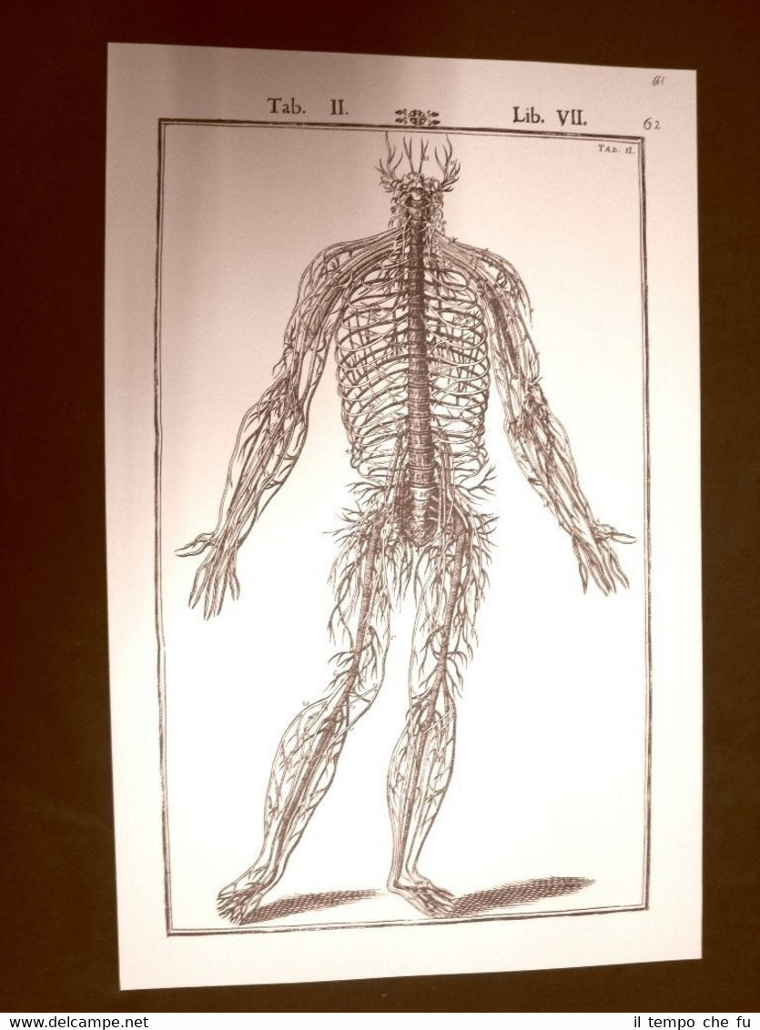 Sistema nervoso Tavola anatomica Litografia Giulio Cesare Casseri 1627 Ristampa