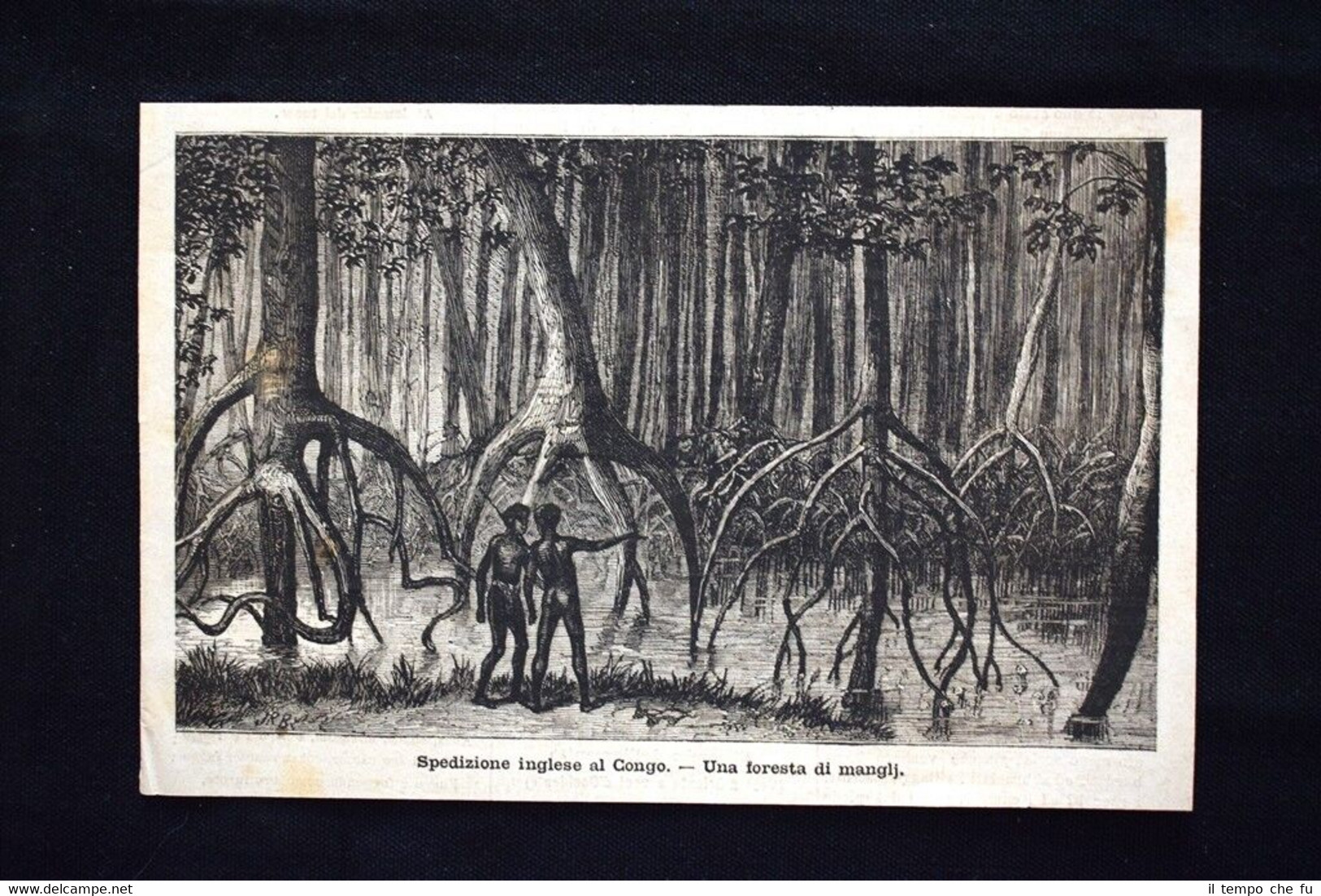 Spedizione inglese al Congo - Una foresta di manglj Incisione …