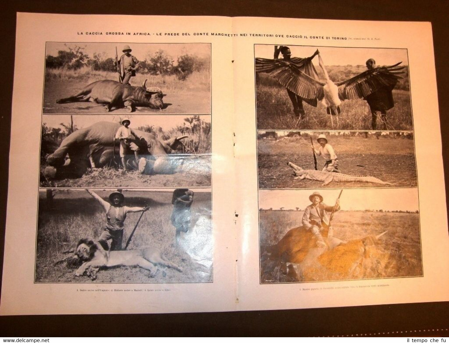 Stampa enorme del 1910 Caccia grossa in Africa del Conte …
