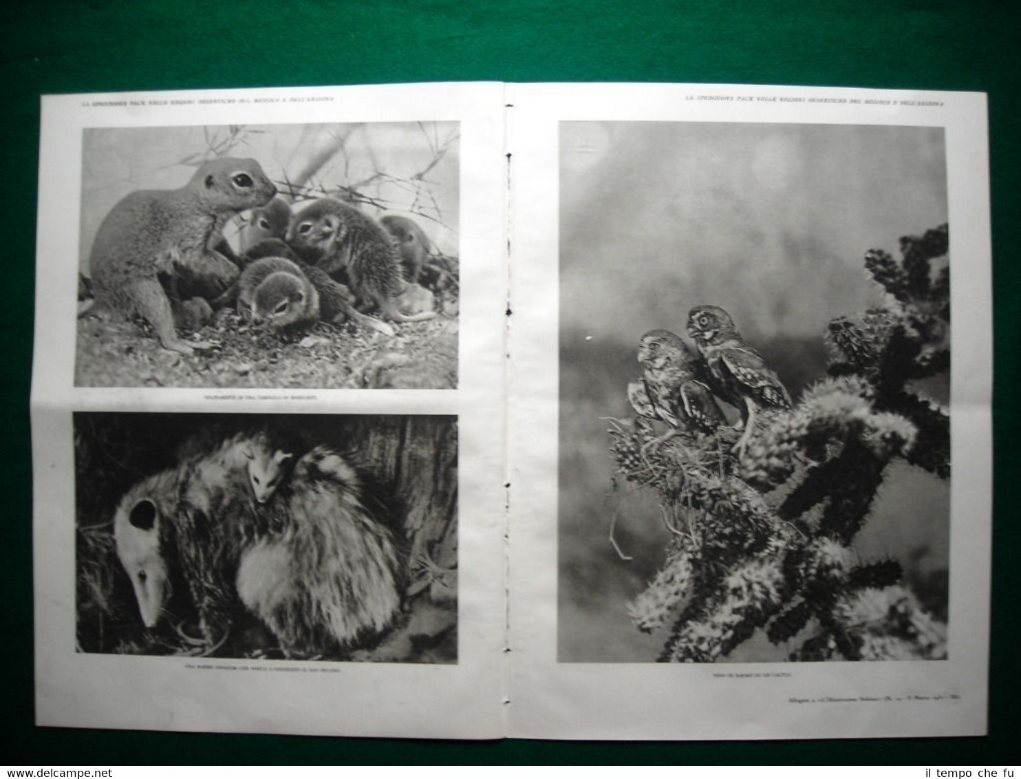 Stampa enorme nel 1931 Messico e Arizzona spedizione Pack ragoon …