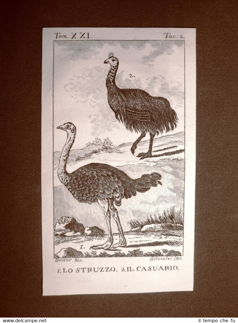 Struzzo e Casuario Incisione su rame del 1813 Buffon Uccello …