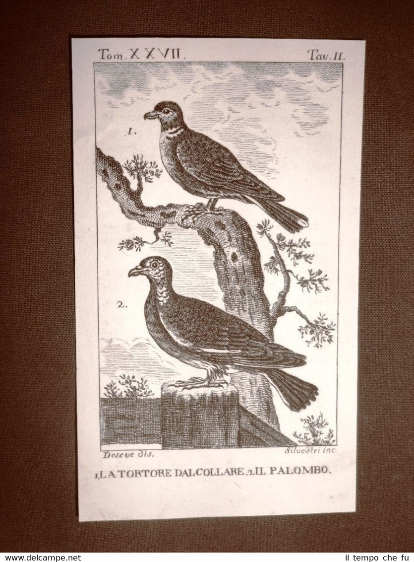 Tortore dal collare e Palombo Incisione rame del 1813 Buffon …
