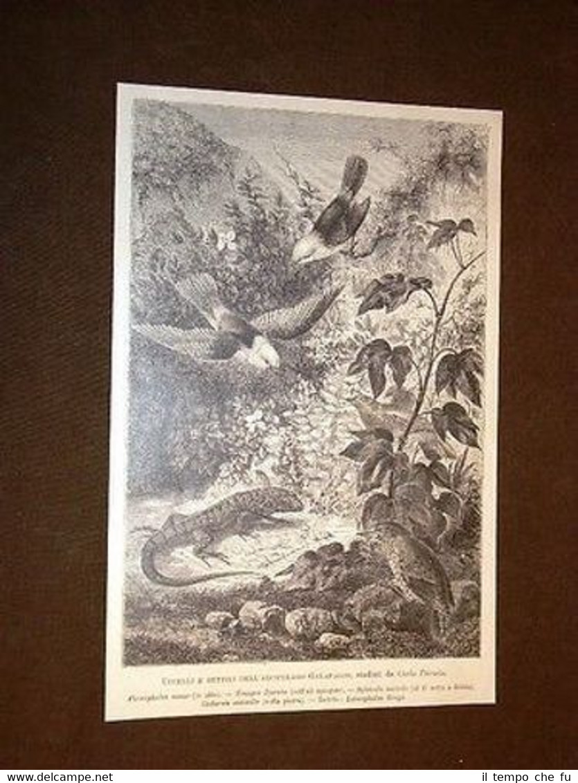 Uccelli e rettili dell'Arcipelago delle Galapagos studiati da Darwin Ornitologia