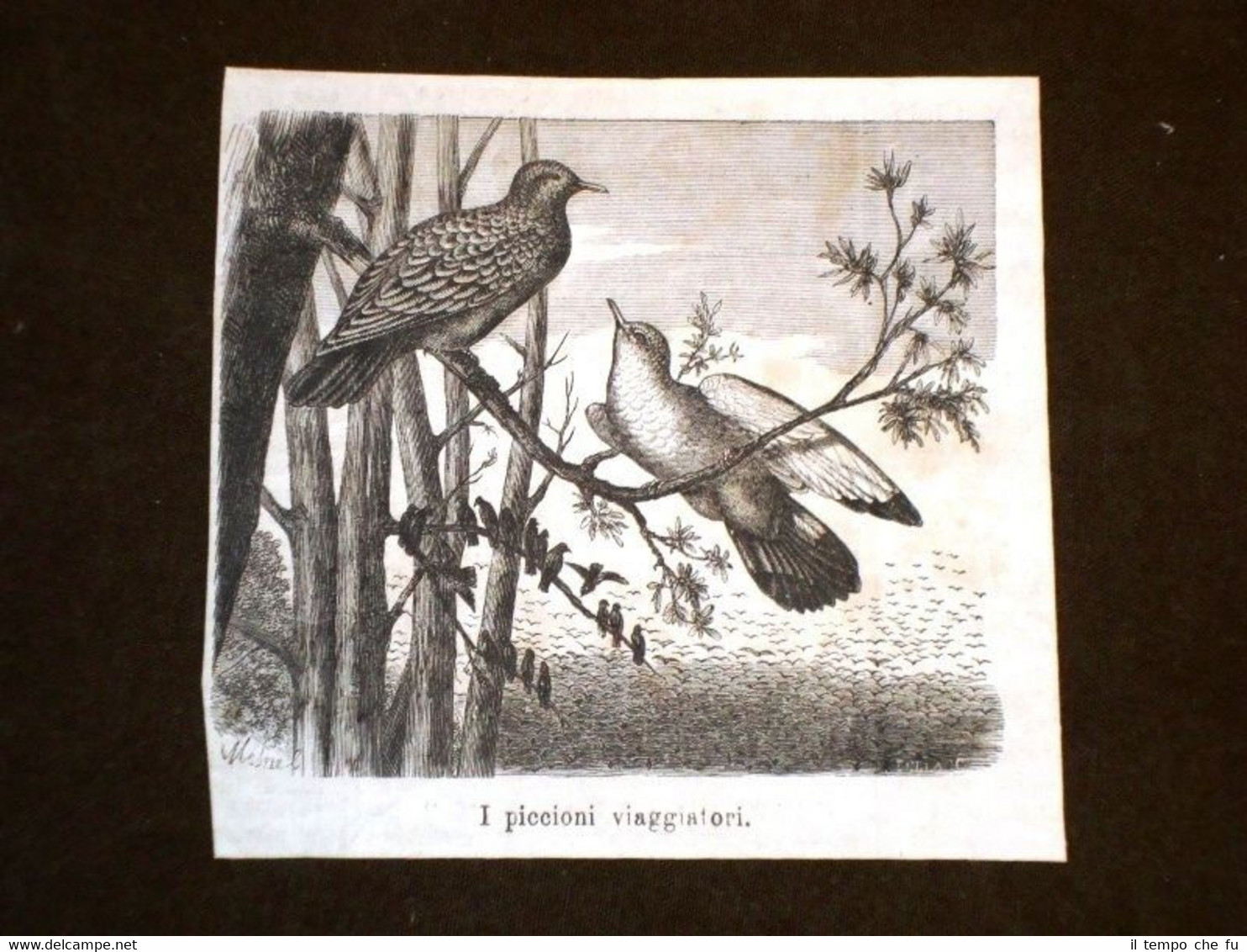 Uccelli ed Ornitologia nel 1869 Uccello Piccione viaggiatore